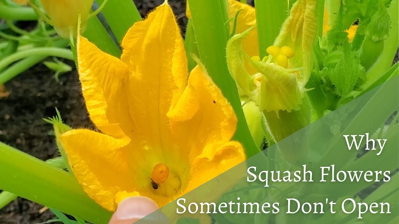 Are Your Squash Flowers Not Opening? Some Reasons Why and What to Do!