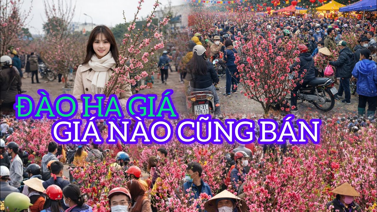 CHỢ HOA ĐÀO NHỘN NHỊP GIÁ RẺ HƠN MỌI NĂM 170K CÀNH TO ĐẸP MÊ LUÔN 