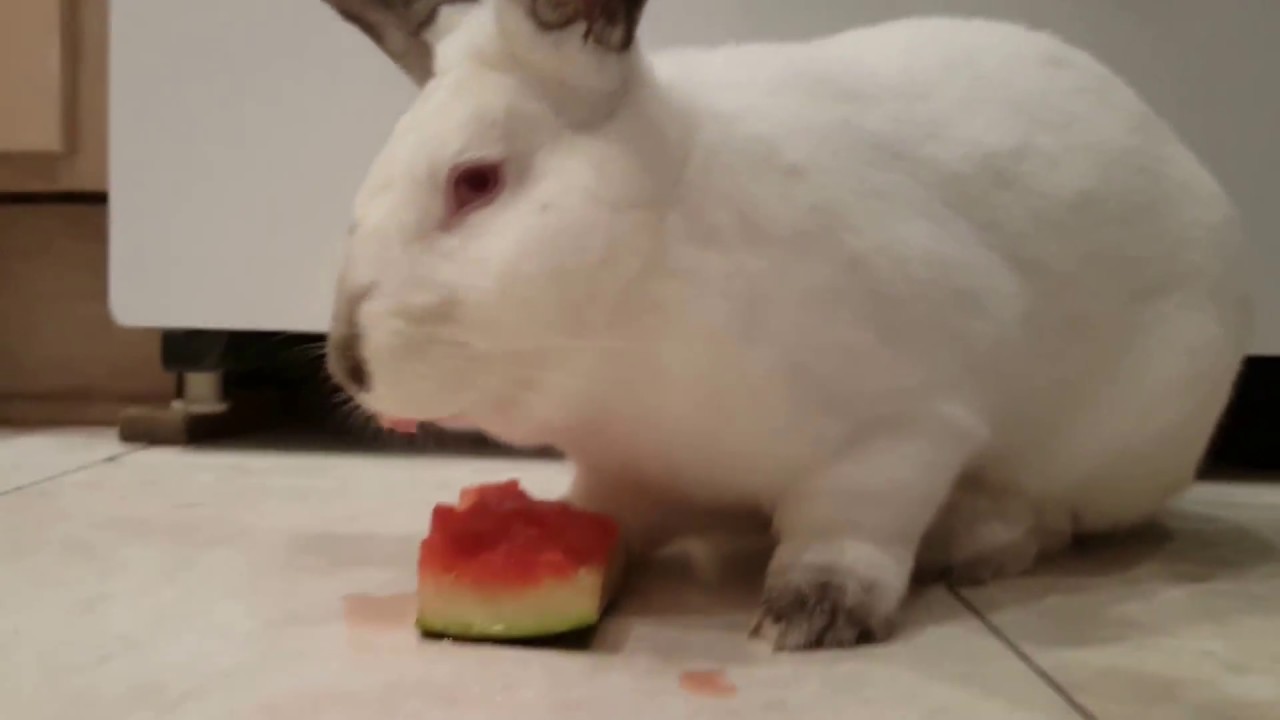 Rabbit (bun bun) eating a watermelon