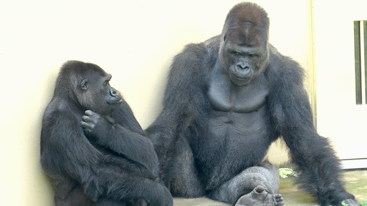 Серебряная спина проводит счастливое время с самкой гориллы｜Shabani Group