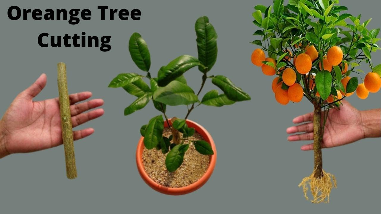 How to propagate orange tree from cutting🍊Growing orange tree from cutting