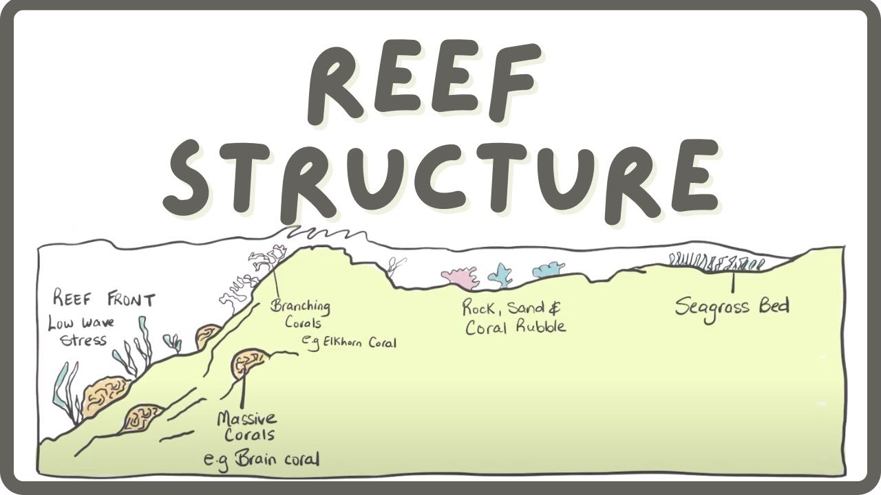 Structure of the Coral Reef | Explore Marine Biology