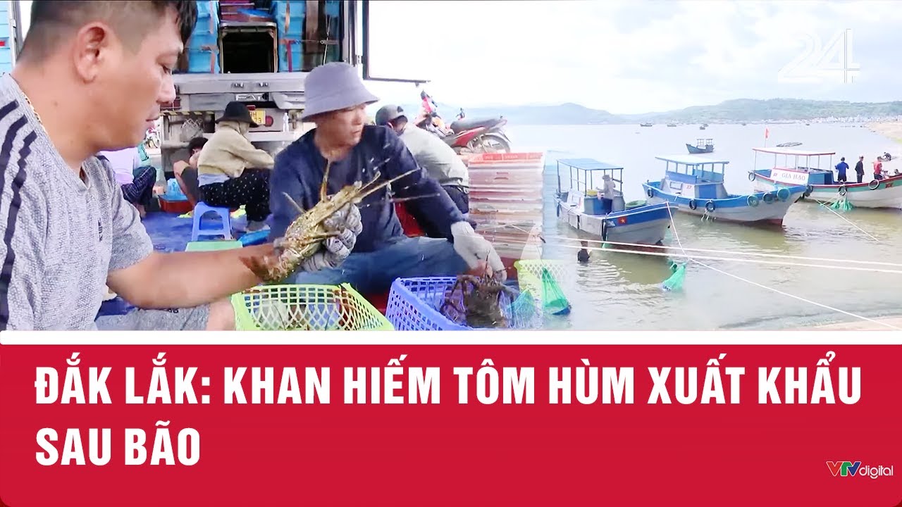 Đắk Lắk: Khan hiếm tôm hùm xuất khẩu sau bão | VTV24