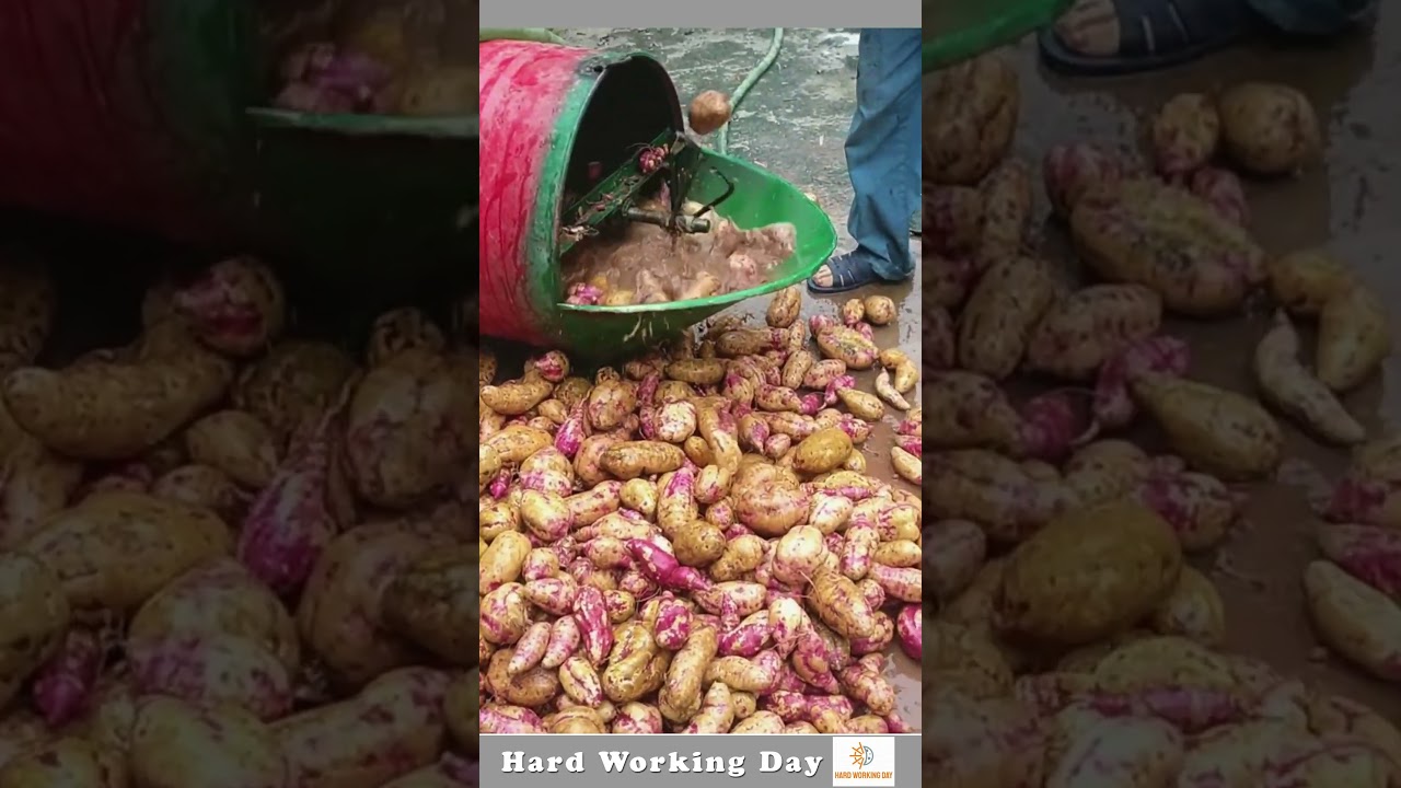 The Process Of Washing Sweet Potatoes