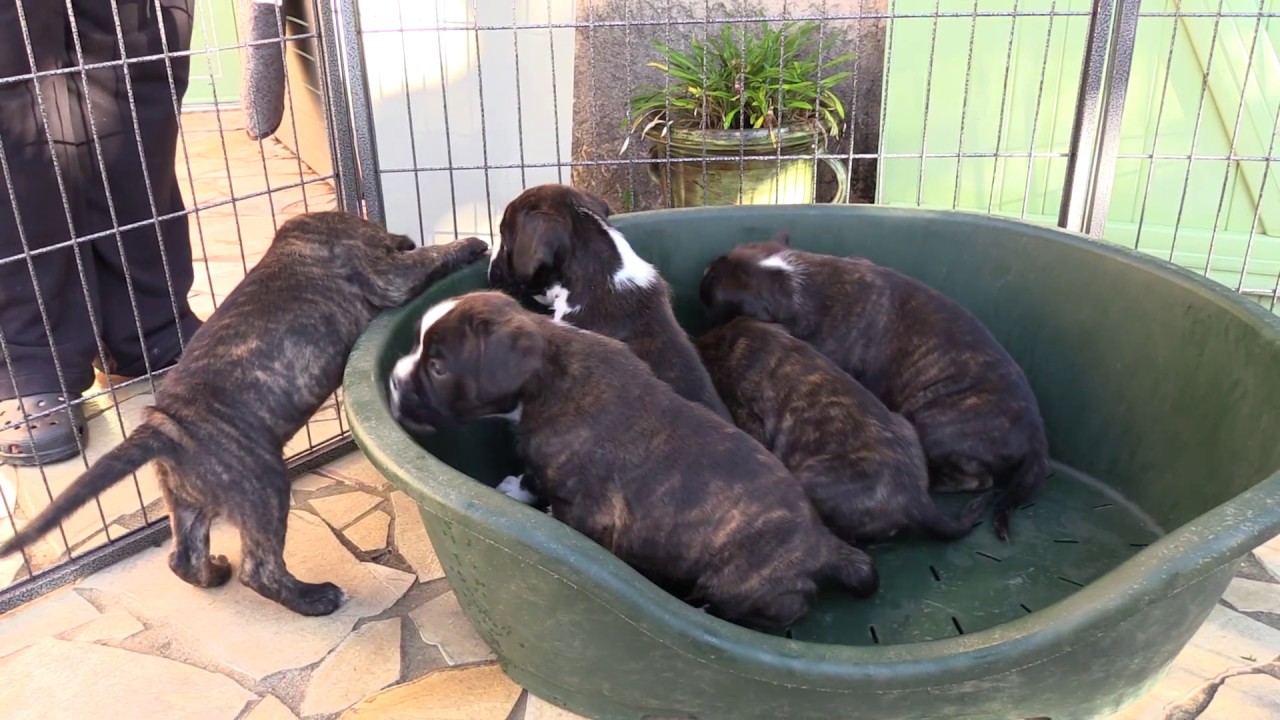 2016 10 bebes boxer