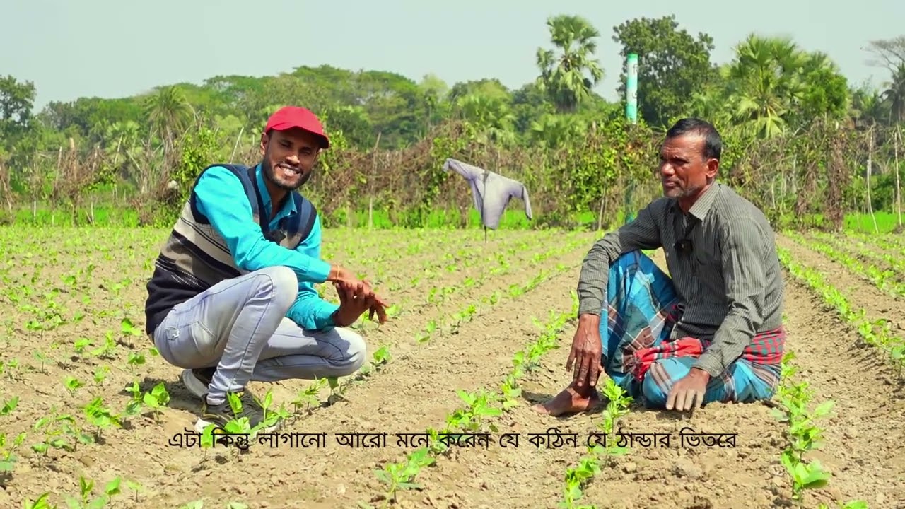 বরবটি গাছের পরিচর্যা,,,