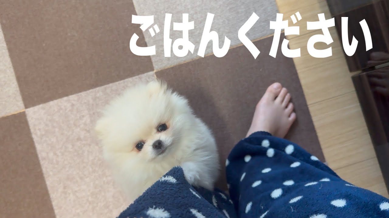 お腹が空いた仔犬の取った行動が可愛すぎた