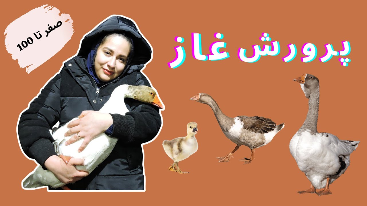 پرورش غاز (صفر تا صد) | پرورش جوجه غاز و نیمچه غاز و غاز بالغ و خوراک غازها