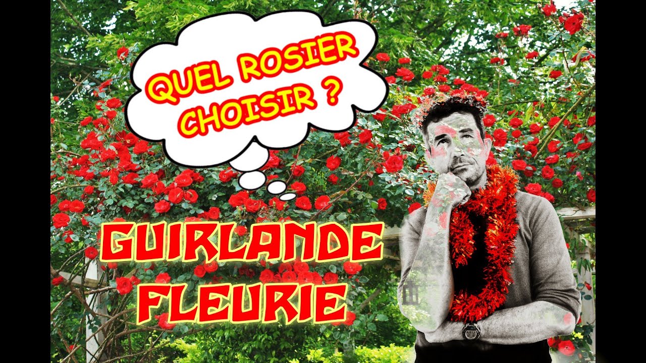 CHOISIR SON ROSIER : Guirlande Fleurie,   grimpant superbe sur pergola !