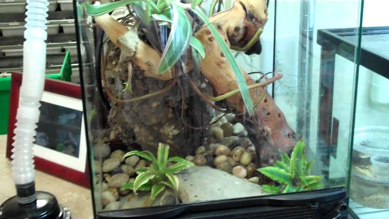 How to Use a ReptiFogger