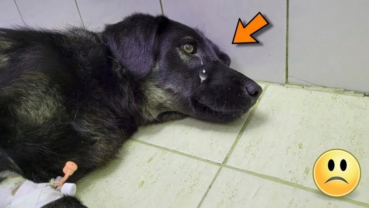Le vétérinaire a dit qu'il lui restait 2 heures à vivre.  Des larmes coulaient des yeux du chien!