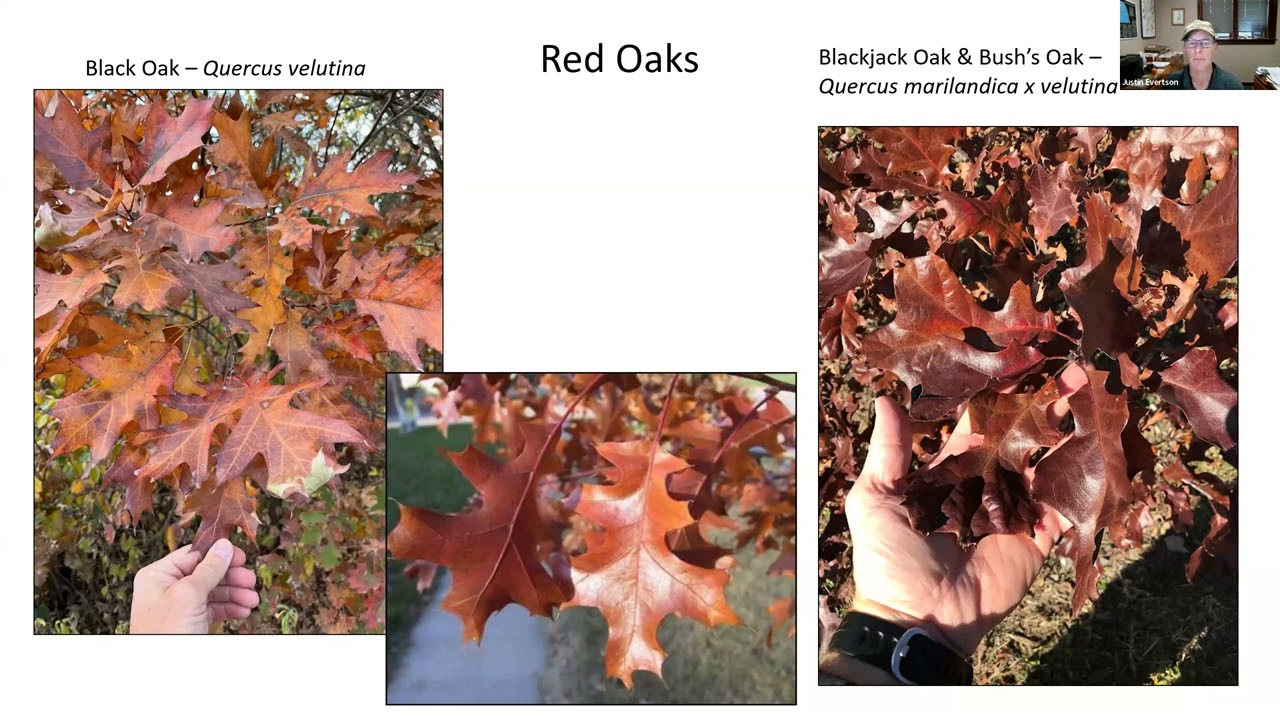 Fall Colors and Seed Collecting