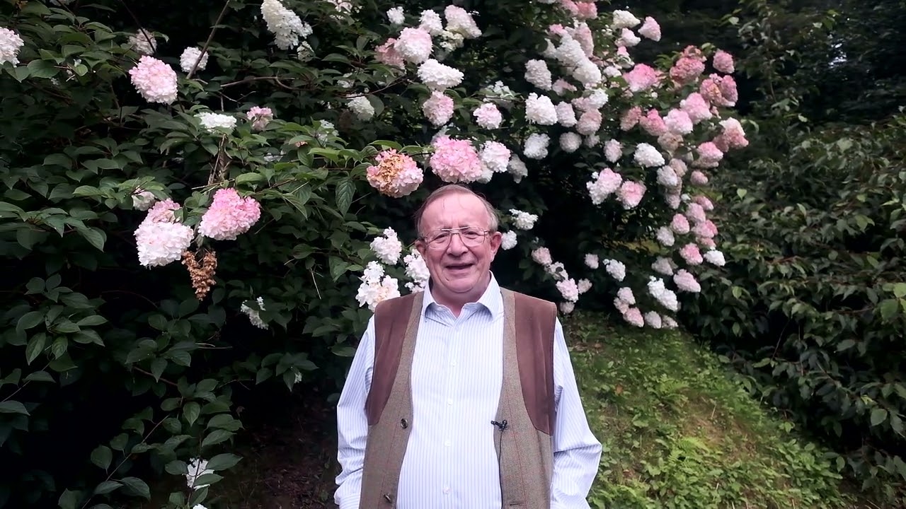 7 varieties of Hydrangea paniculata in flower