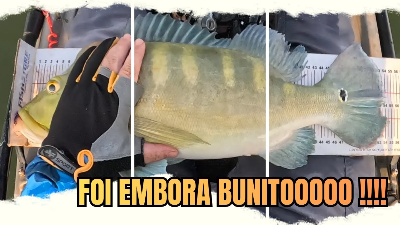 QUASE QUE NÃO CABE NO PASSAGUÁ, AZULÃO BRUTO !! #pescaria #pesca #fishing #pescariaesportiva
