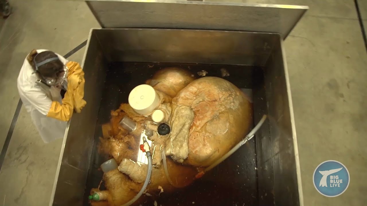 Blue whale's amazing giant heart stats - Big Blue Live: Preview - BBC
