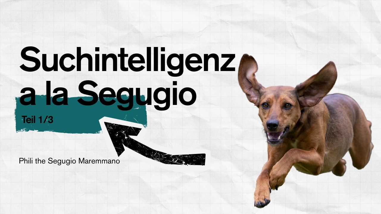 Mantrailing - am Wildschwein als Welpe gelernt! #segugiomaremmano #mantrailing