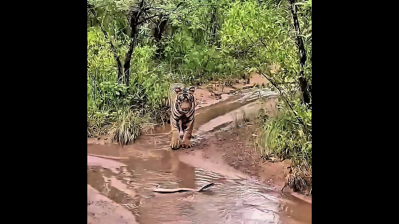 Tiger in Trouble After Snake Bite! 🐅⚡ #shorts #viralshort