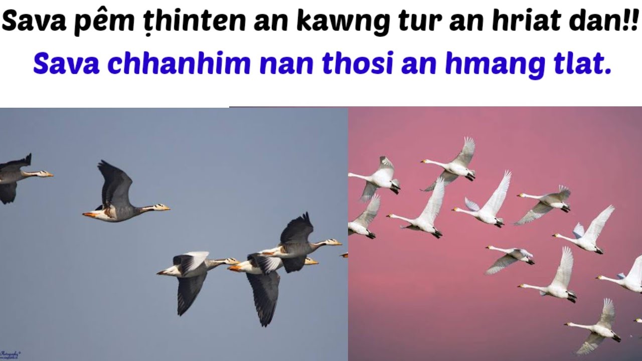 Sava pem ṭhin ten an kalkawng an hriat theih dan..etc