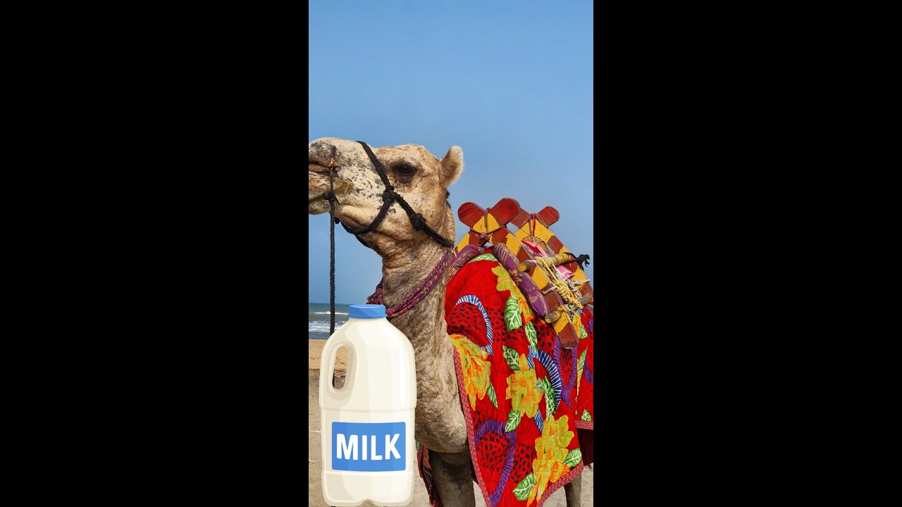 Fresh Milk of Camel in hot desert | Camel | Camelvideo | الجمل الجمال الابل