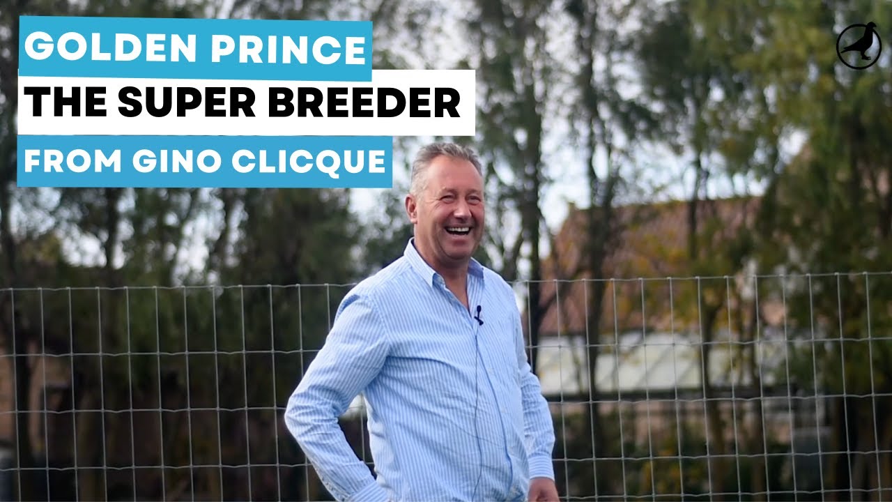 Gino Clicque's Golden Prince