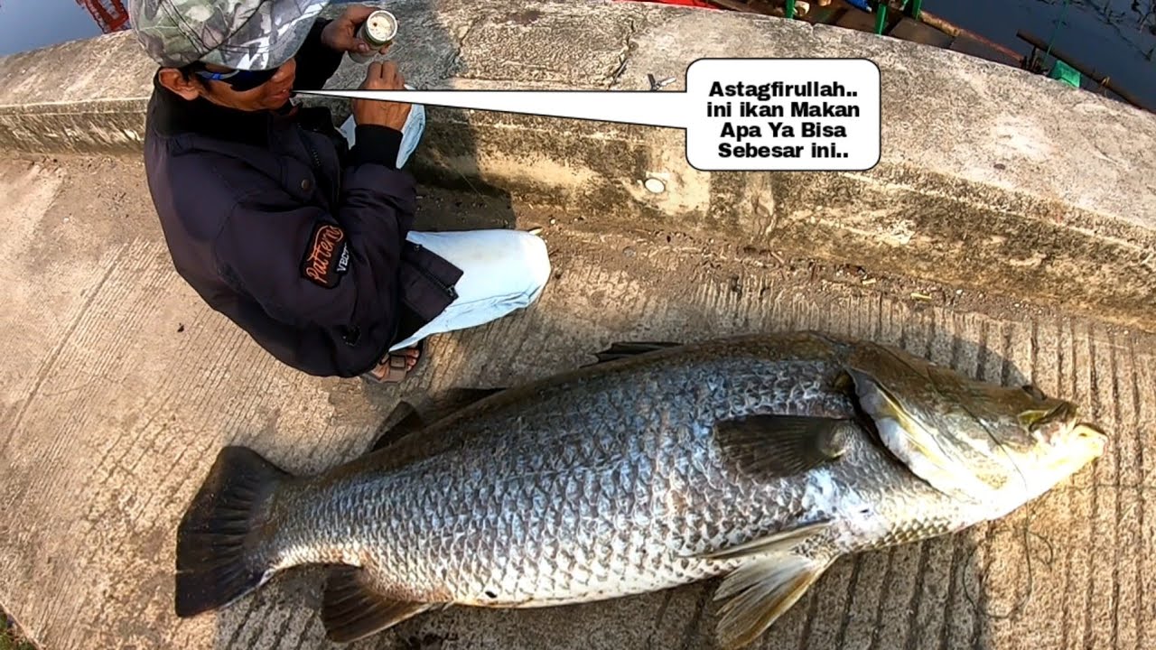 Gila Bener..!! Mimpi Apa Saya Semalem Lagi Duduk Manis Tiba" Di Samperin Kakap Besar Segede Gaban
