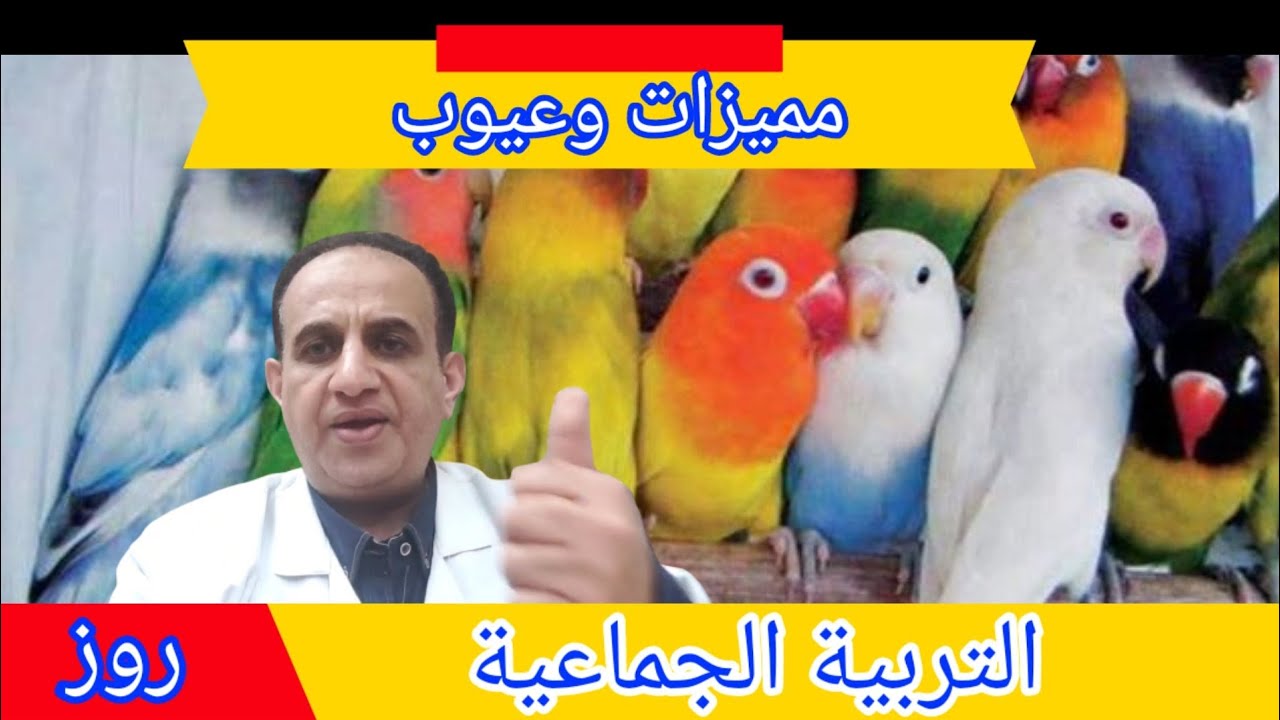 مميزات وعيوب التربية الجماعية لطائر الروز