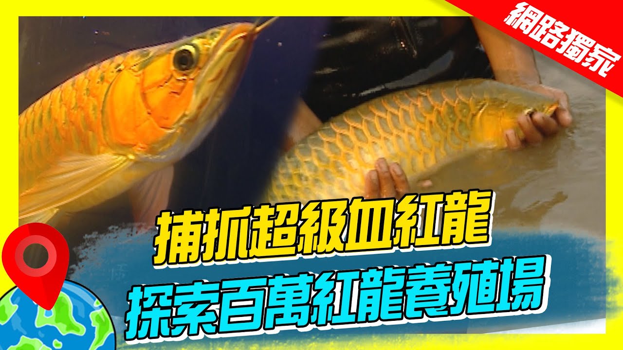 【印尼】加里曼丹捕抓超級血紅龍 探索百萬紅龍養殖場｜《世界第一等》59集濃縮精華版 #世界該去哪