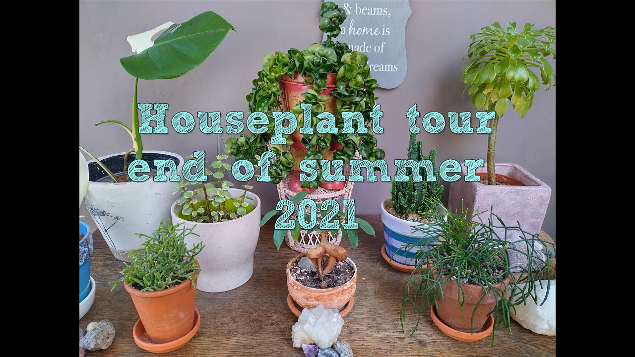 Houseplant tour late summer 2021