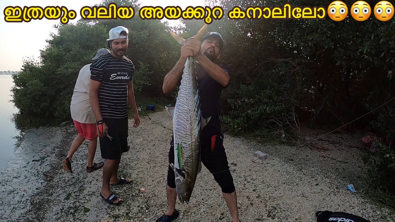 Monster king fish on canal /ഇത്രയും വലിയ അയക്കൂറ കനാലിലോ😳😳😳