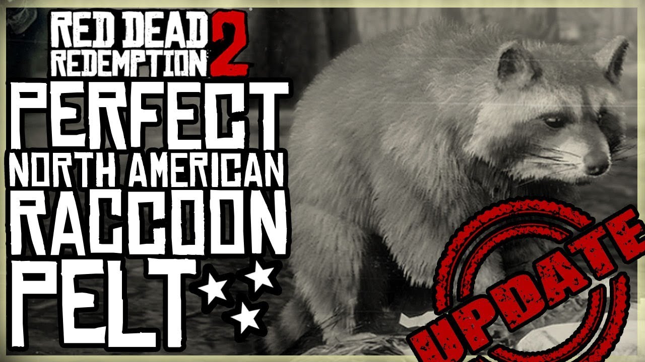 КАК ПОЛУЧИТЬ ИДЕАЛЬНУЮ ШКУРУ ЕНОТКА - RED DEAD REDEMPTION 2 ПЕРВОНАЧАЛЬНАЯ ОХОТА НА ЕНОТКОВ В СЕВ...