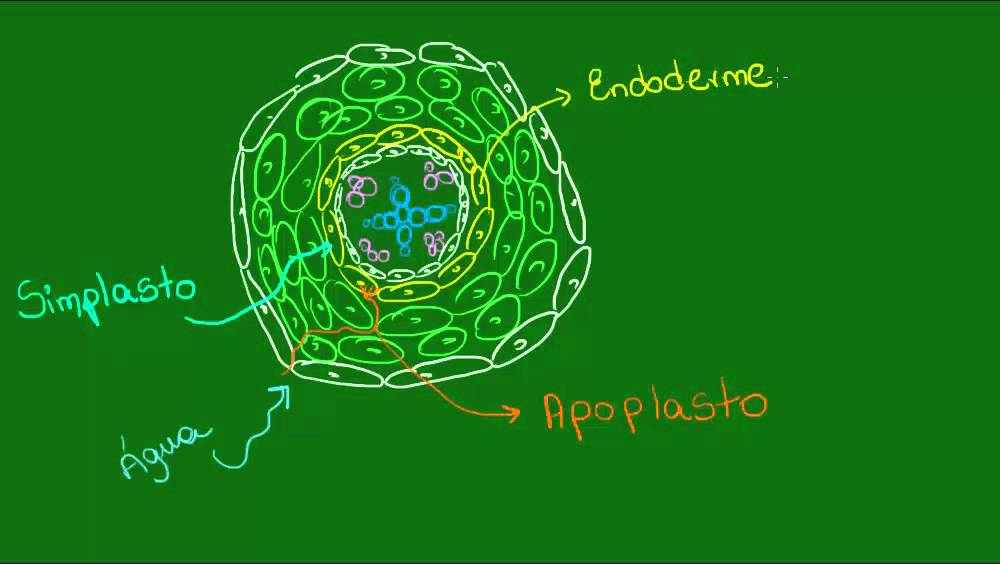Absor&ccedil;&atilde;o de &aacute;gua e sais - Bot&acirc;nica - Biologia