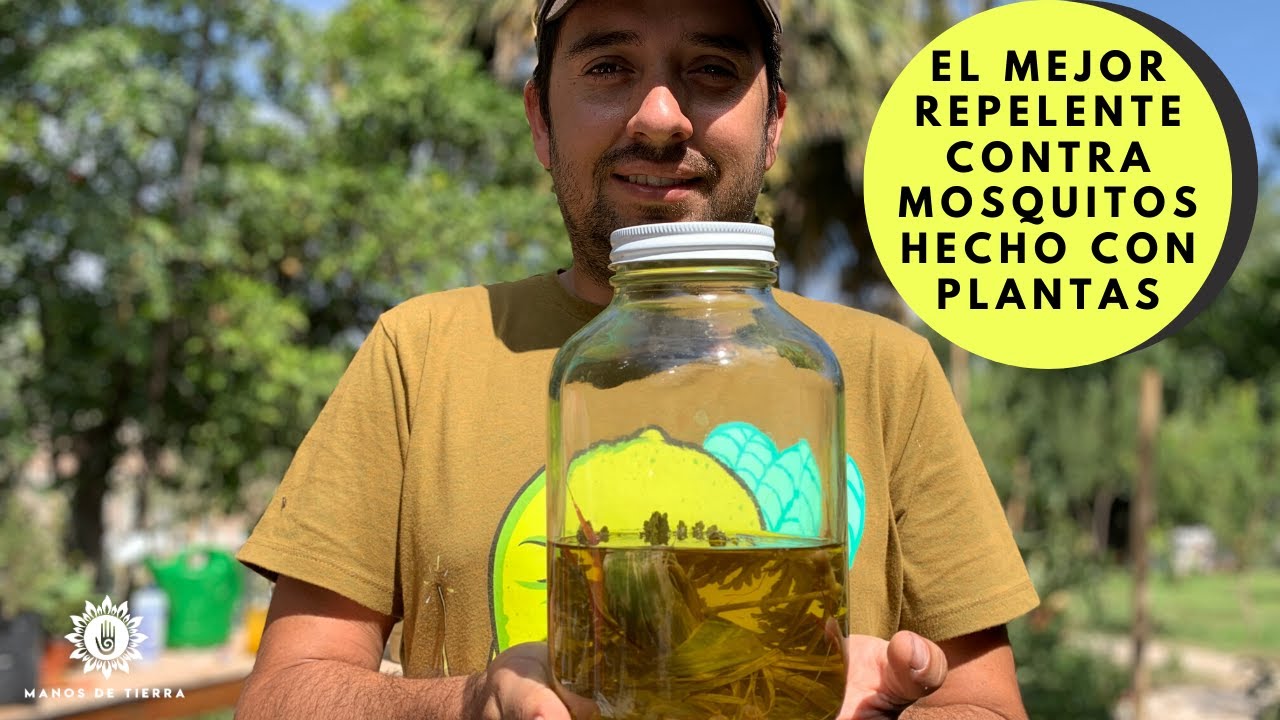 Dile Adiós A Los MOSQUITOS Con Este Repelente CASERO/ Con citronela