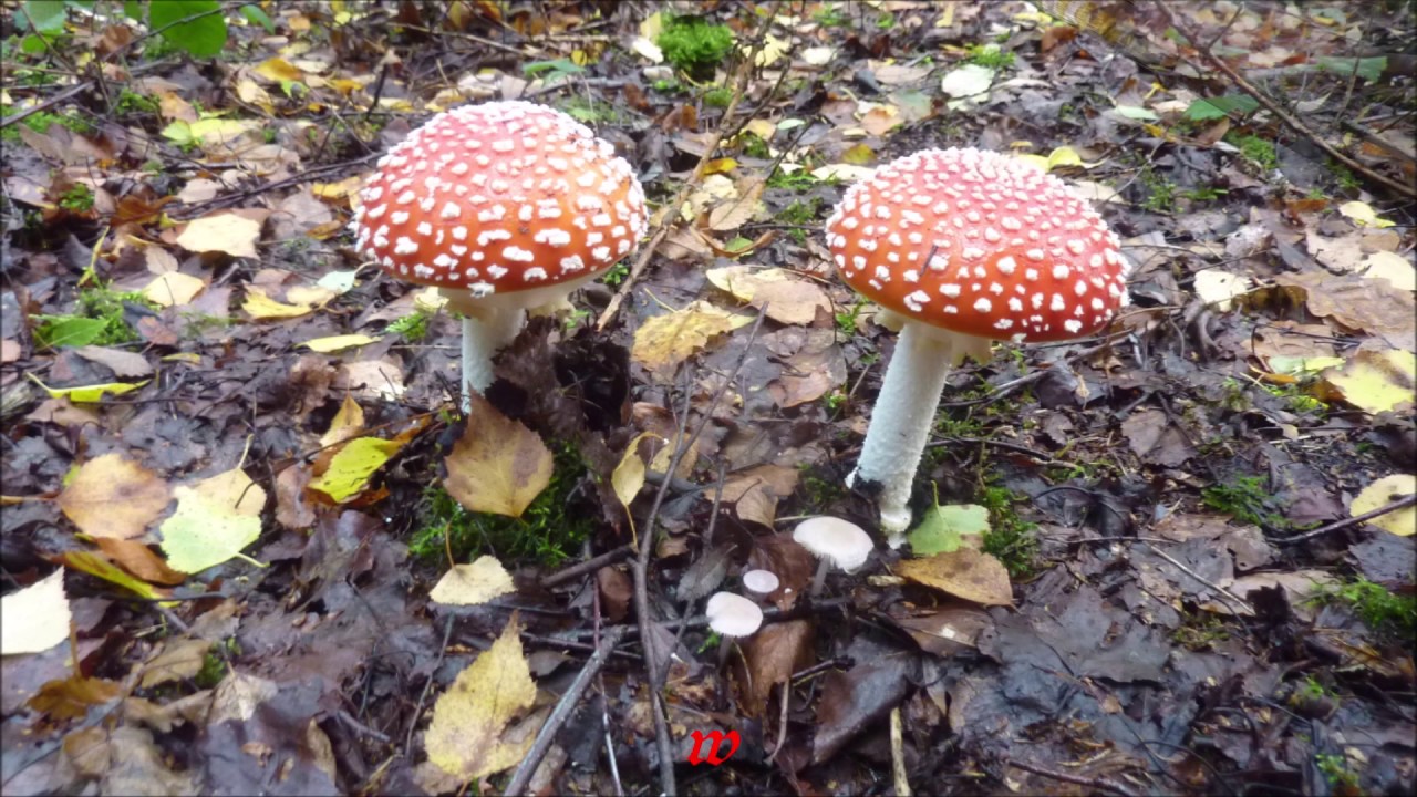 Hattingen *  Bergerhof * Rundgang * 16.10.2019