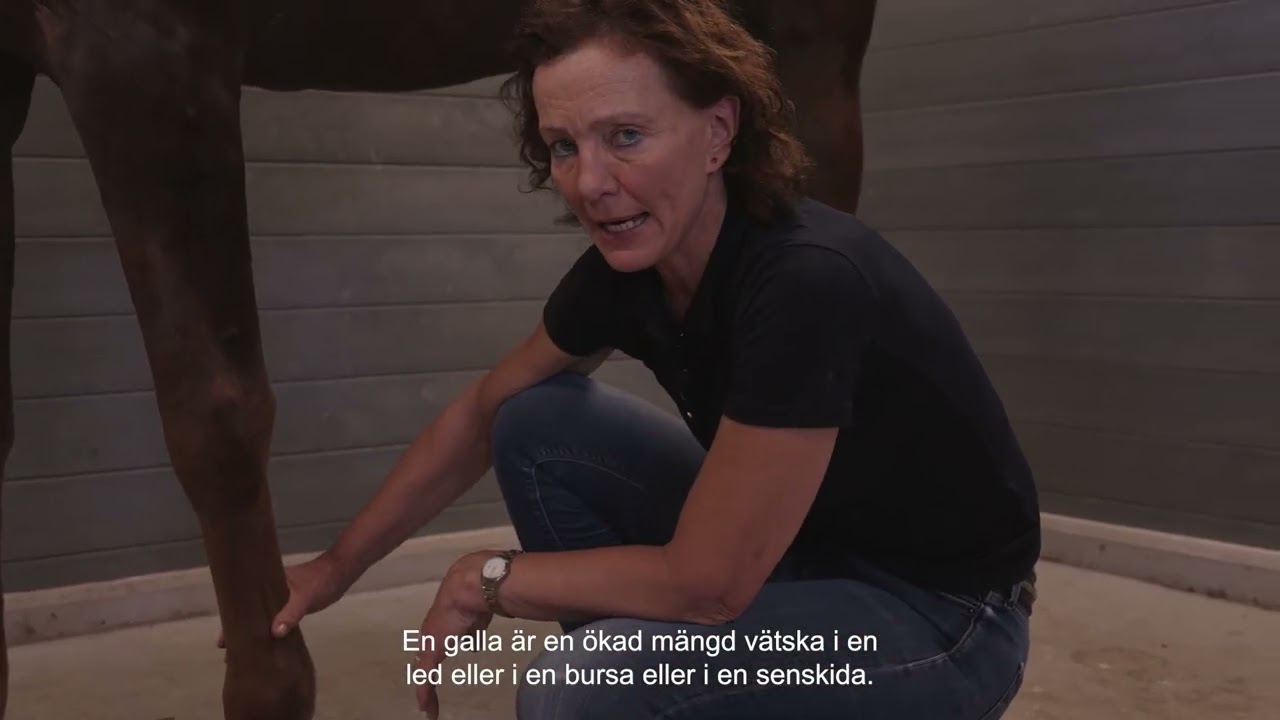 Så visiterar du hästen -  Veterinär Ninna Roepstorff visar hur