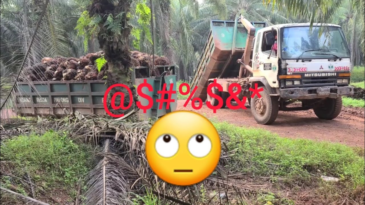   kehidupan seharian angkat buah sawit pakai LORI bim😁 #part8 Hidup ni kena banyak Sabar#lorisawit