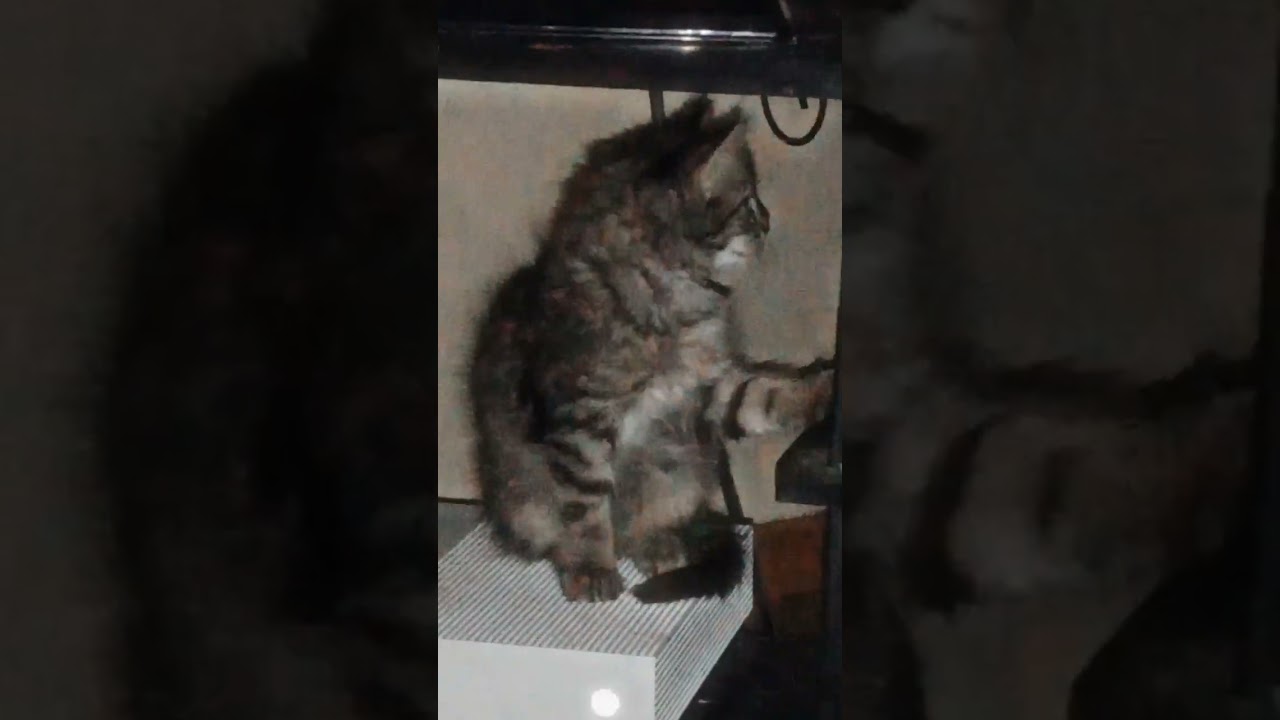 kitty! #reccomended #fyp #youtubeshorts #simpledrawingtutorial #ytshorts