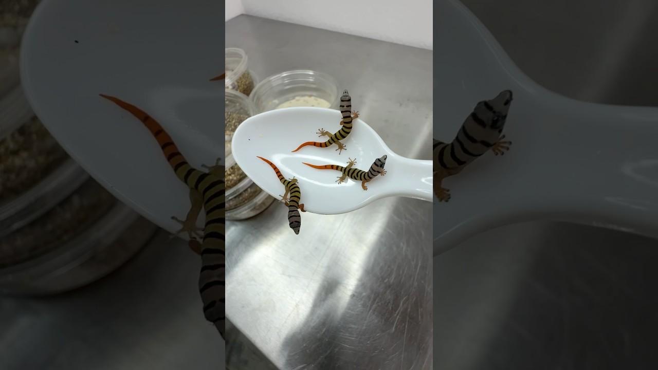 Gecko galore 🦎 tons of baby geckos hatched in the incubator today, let&rsquo;s take a peak!