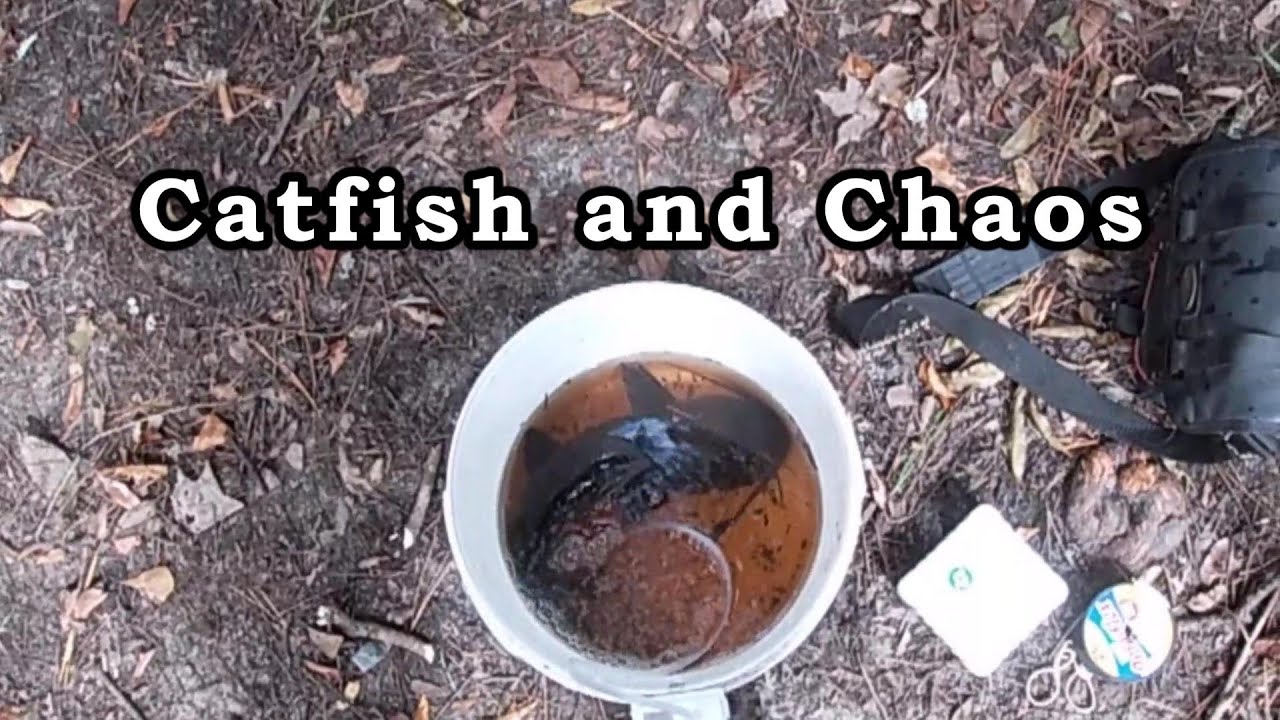 Catfish and Chaos #channelcatfish #croatannationalforest