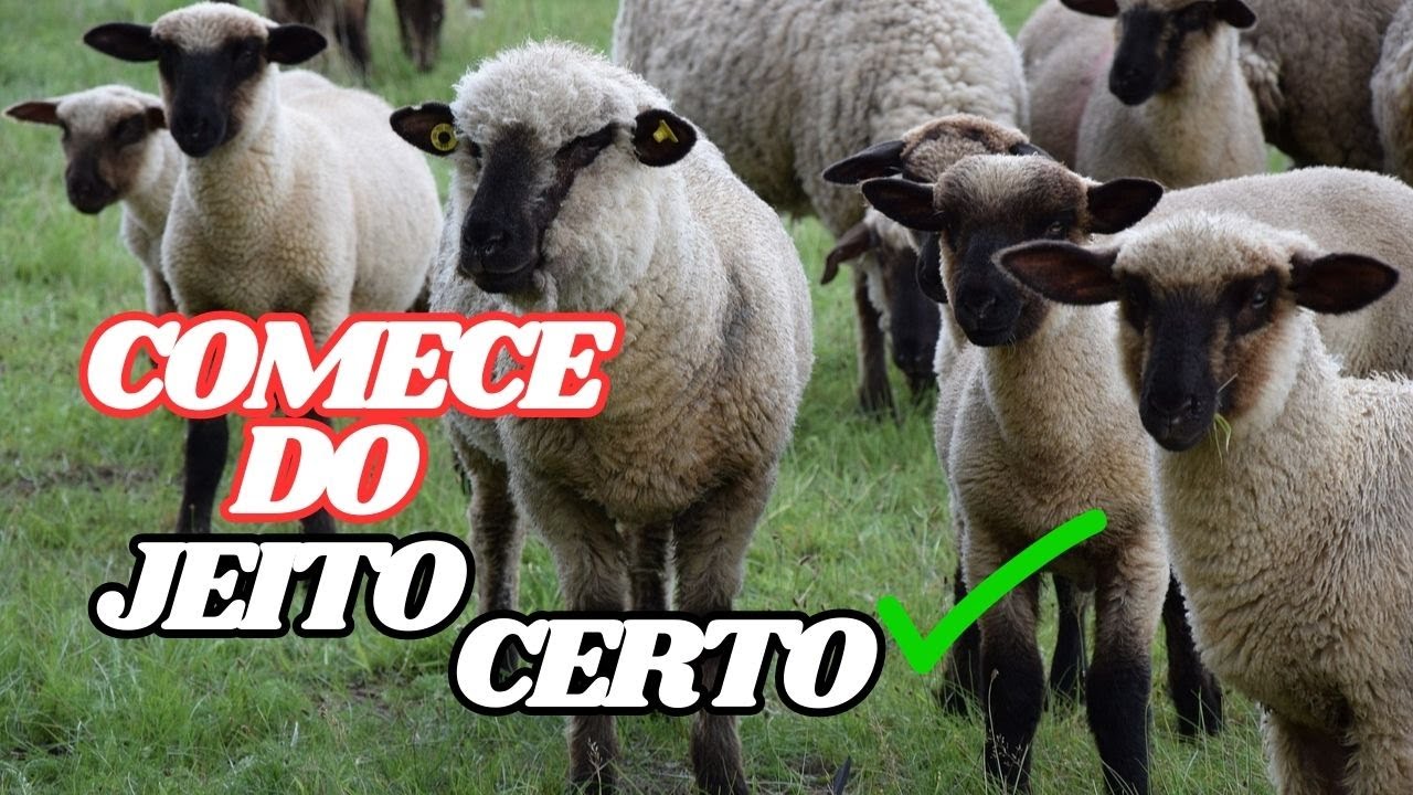 Como Ganhar Dinheiro com Cria&ccedil;&atilde;o de Ovelhas | Cria&ccedil;&atilde;o de Ovinos do Zero