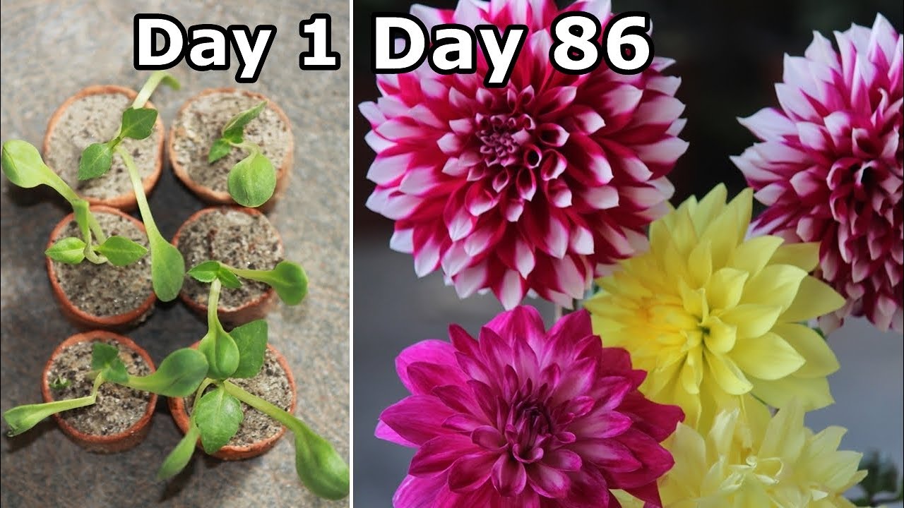 How to Plant, Grow & Care for Dahlias - The COMPLETE Guide