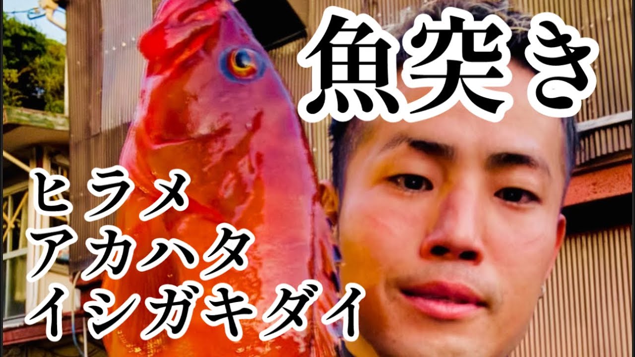 【魚突き】アカハタ/ヒラメ/イシガキダイ #長崎 #野母崎