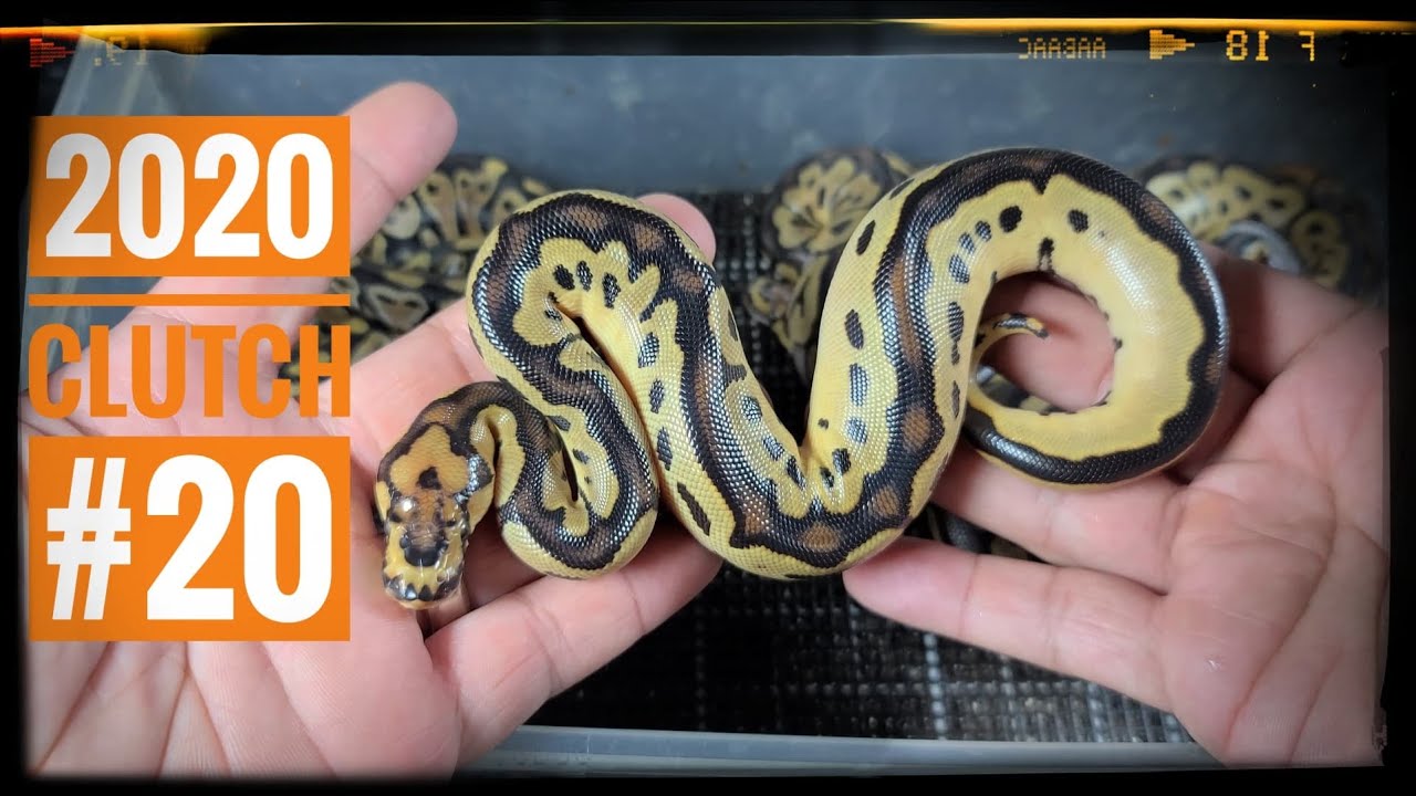 OD CLOWN PIED CLUTCH! Bittersweet Results | Ballistic Pythons