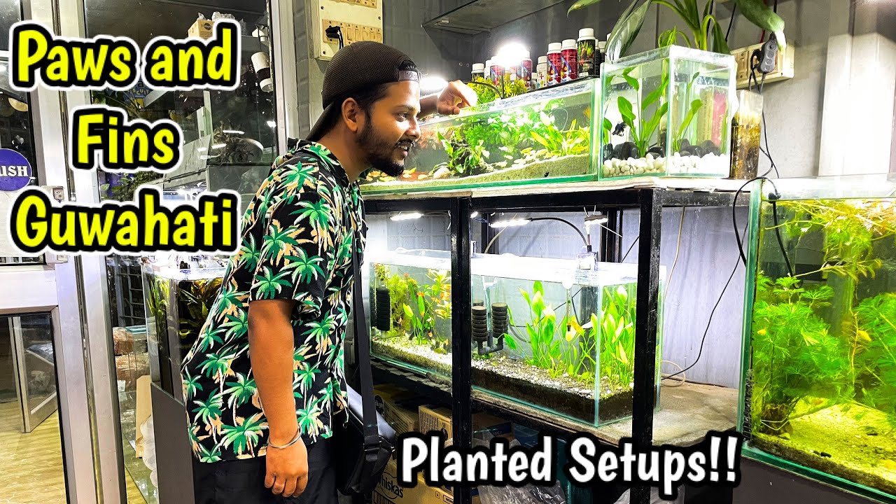 Planted Fish Tank Shop🥰❤️| Paws and Fins Shop Guwahati🔥 | Planted Fish Tank Shop in northeast