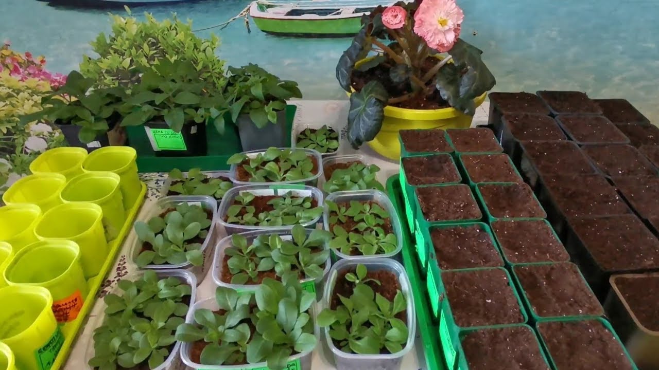 Подробное,правильное пикирование петунии 🌺