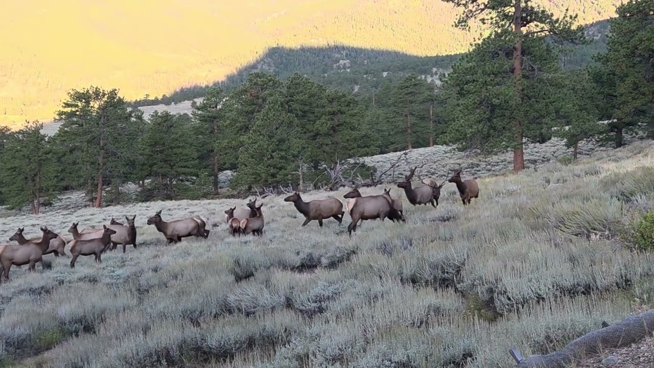 Elk herd near Estes 
