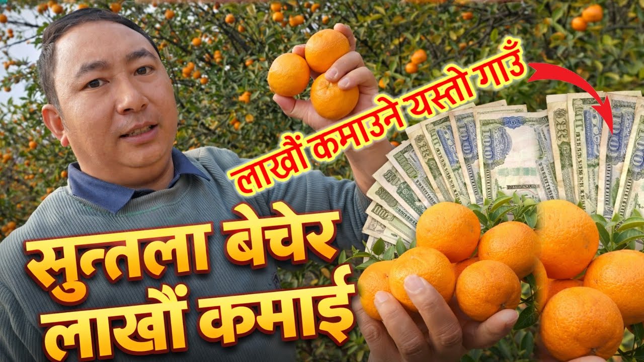 कस्तो सुन्तला राम्रो हुन्छ पत्ता लाउने तरिका यस्तो 😱 लाखौंको सुन्तला बेच्ने गाउँमा भयो यस्तो रमाइलो😱