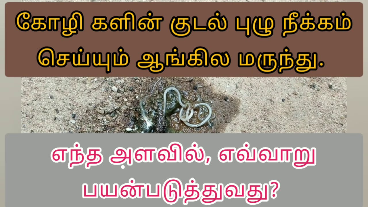 கோழியின் குடல் புழு நீக்கம் செய்யும் முறை | #dewormingChicken #குடல்புழு #Albomar #Deworming #deworm