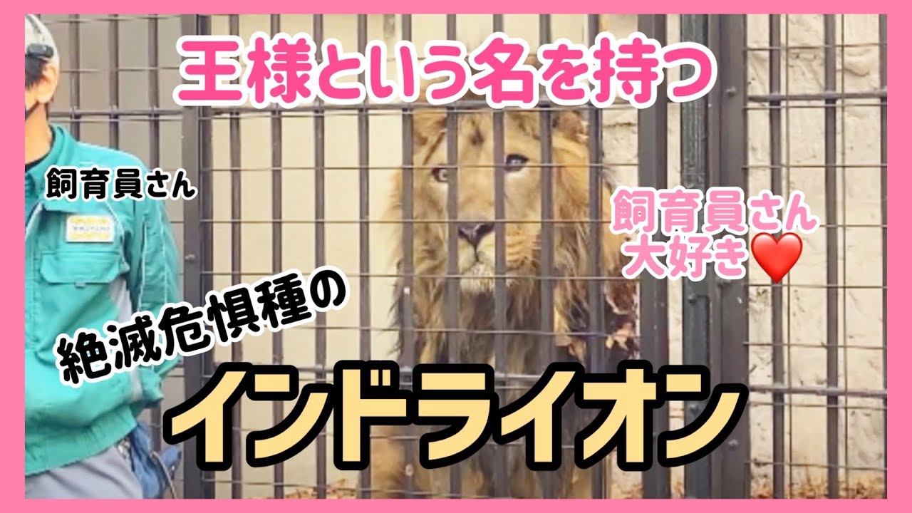 飼育員さん大大大好き😍❤テンション爆上がりのラージャー君😂💕絶滅危惧種のインドライオンとは？！ #ライオン #インドライオン  #野毛山動物園 #絶滅危惧種 #सिंह