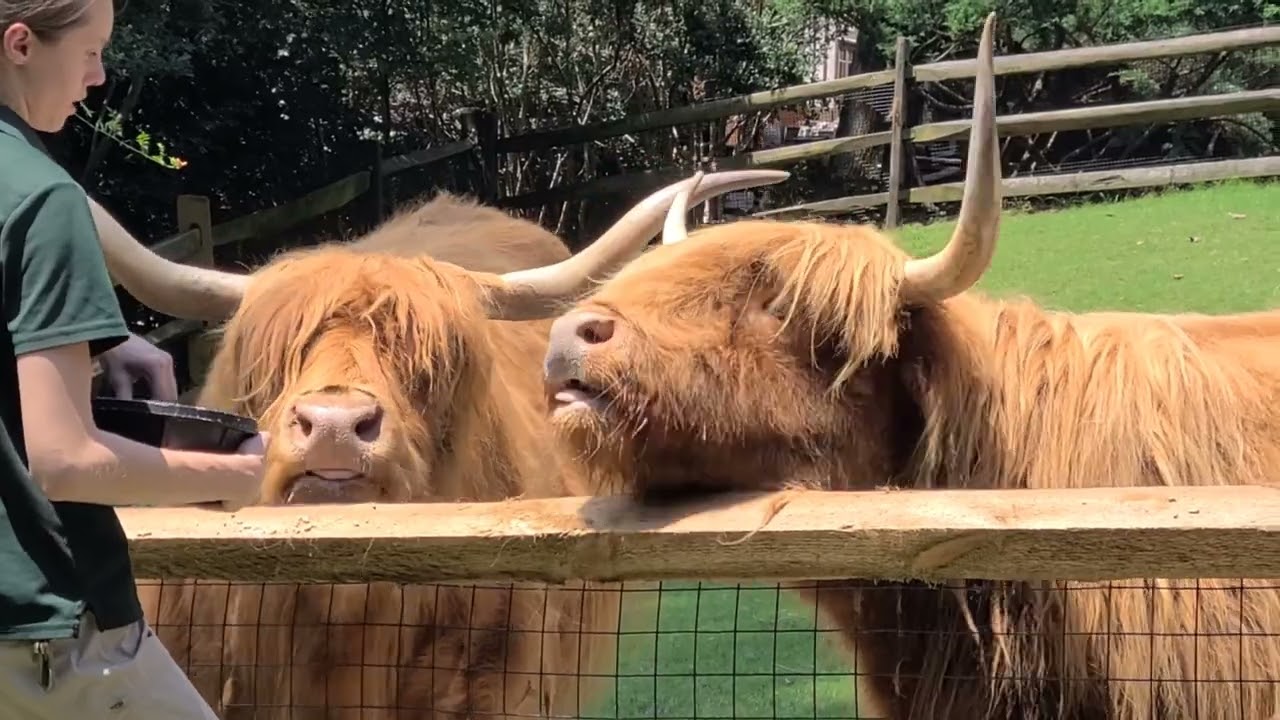 Discover the Majestic Scottish Cattle at Busch Gardens Williamsburg