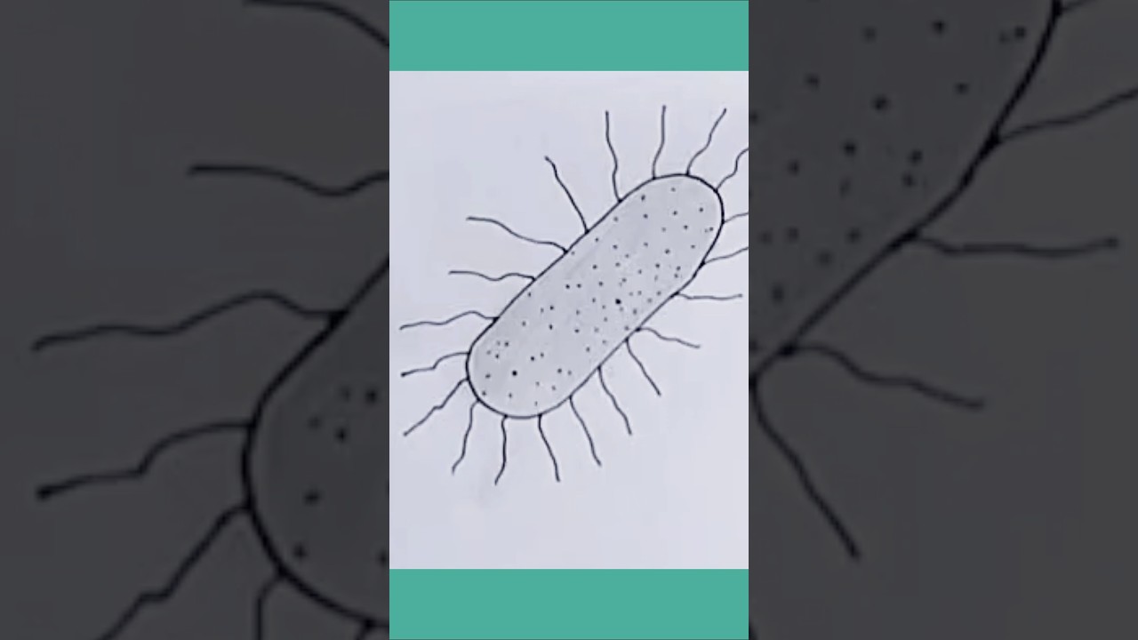 How To Draw Bacteria Easily Step By Step//Bacteria Drawing//Easy Bacteria Diagram #shorts #drawing